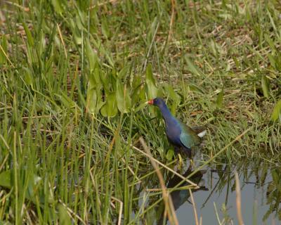 Gallinule, Purple-031405-Everglades Natl Park, Anhinga Trail-0165.jpg