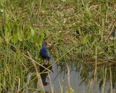 Gallinule, Purple-031405-Everglades Natl Park, Anhinga Trail-0173.jpg