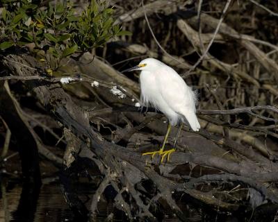 Egret Snowy-120205-Black Point Wildlife Drive Merritt Island NWR-0163.jpg