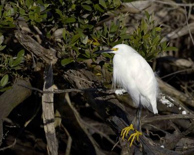 Egret Snowy-120205-Black Point Wildlife Drive Merritt Island NWR-0167.jpg