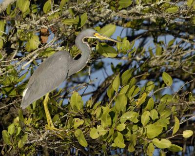 Gallery of Tricolored Heron