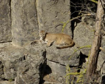 Gallery of Mountain Lion