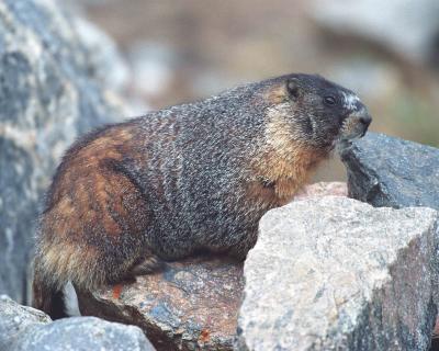 Marmot, Yellow Bellied -100403-Rocky Mtn Natl Park, Trail Ridge Road, 12090 ft-R9-12A.jpg