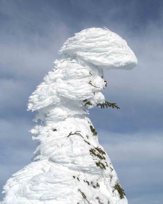 Two Tops Mountain, Snow Encrusted Trees-011404-Caribou-Targhee National Forest-0021.jpg