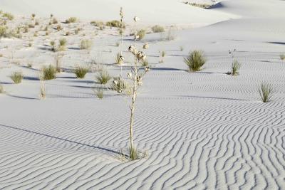 Dunes-111205-White Sands Natl Monument, NM-0024.jpg