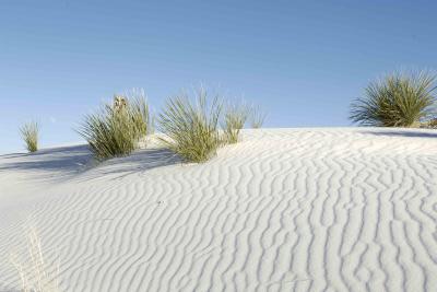 Dunes with plants-111205-White Sands Natl Monument, NM-0040.jpg