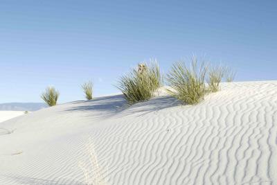 Dunes with plants-111205-White Sands Natl Monument, NM-0041.jpg