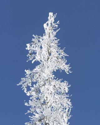 Hoar Frost on Trees-011504-Yellowstone National Park, Gibbon River-0063.jpg