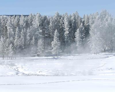 Hoar Frost on Trees-011504-Yellowstone National Park, Monument Geysr Basin-0019.jpg