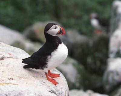 Gallery of Atlantic Puffin