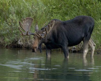 g3/40/624440/3/54008711.MooseBull080304OxbowBendSnakeRiverGrandTetonNatlPark0243.jpg