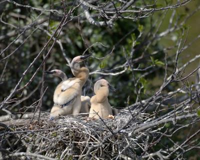 Anhinga, Chicks-031105-Everglades Natl Park, Anhinga Trail-0024.jpg