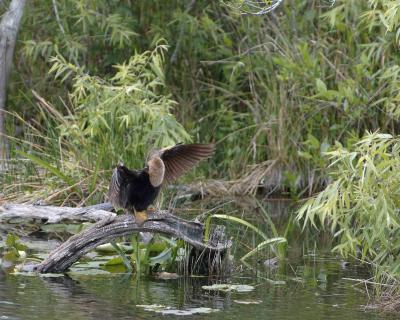 Anhinga, Female drying wings-031105-Everglades Natl Park, Anhinga Trail-0065.jpg
