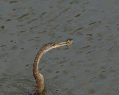 Anhinga, Female with fish-031405-Everglades Natl Park, Anhinga Trail-0219.jpg