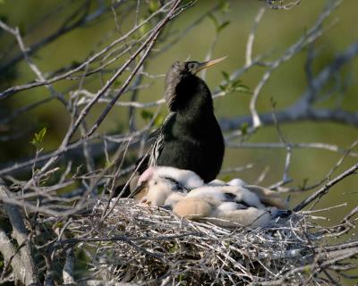 Anhinga, male with chicks-031305-Everglades Natl Park, Anhinga Trail-0157.jpg