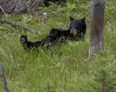Black, Bear Cub-080504-Lower Antelope Creek, Yellowstone Natl Park-0216.jpg