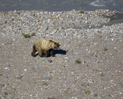 Bear, Grizzly-072205-Teklanika River, Denali Park Road, Denali NP-0235.jpg