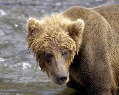 Bear, Brown-071305-Brooks River, Katmai NP-0004.jpg