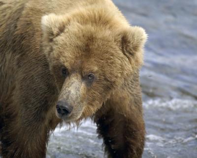 Bear, Brown-071305-Brooks River, Katmai NP-0025.jpg