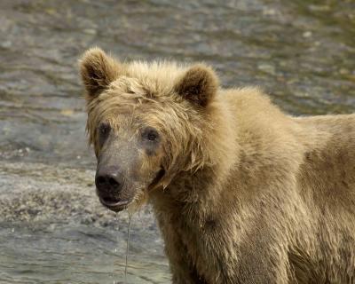 Bear, Brown-071305-Brooks River Katmai NP-0353.jpg