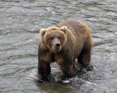 Bear, Brown-071505-Brooks River, Katmai NP-0291.jpg