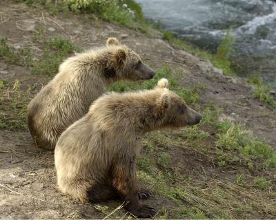 Bear, Brown, 2 cubs-071305-Brooks River, Katmai NP-0528.jpg