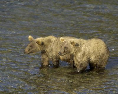 Bear, Brown, 2 Cubs-071405-Brooks River, Katmai NP-0556.jpg