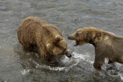 Bear, Brown, 2 growling-071305-Brooks River, Katmai NP-0516.jpg