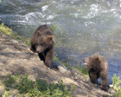 Bear, Brown, 2 small cubs-071405-Brooks Falls, Katmai NP-0299.jpg