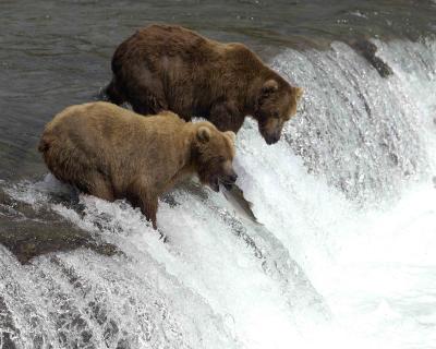 Bear, Brown, 2 with 1st catching Salmon-071305-Brooks Falls, Katmai NP-0126.jpg
