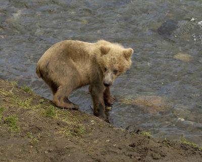 g3/40/624440/3/54027526.BearBrownCub071305BrooksRiverKatmaiNP0192.jpg