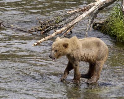 g3/40/624440/3/54027529.BearBrownCub071305BrooksRiverKatmaiNP0363.jpg