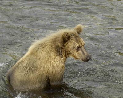 g3/40/624440/3/54027531.BearBrownCub071305BrooksRiverKatmaiNP0493.jpg
