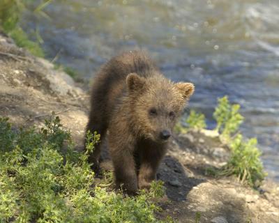 Bear, Brown, small cub-071405-Brooks Falls, Katmai NP-0303.jpg