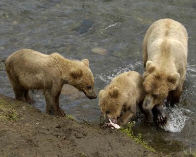 Bear, Brown, Sow w 2 Cubs-071305-Brooks River, Katmai NP-0194.jpg
