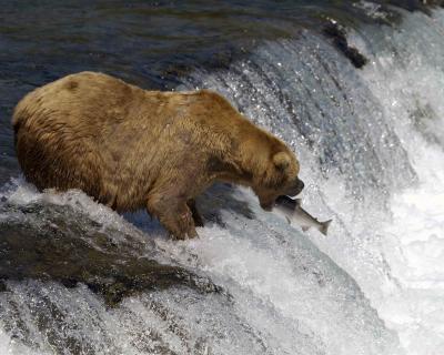 Bear, Brown, top of falls, open mouth to Salmon-071405-Brooks Falls, Katmai NP-0336.jpg