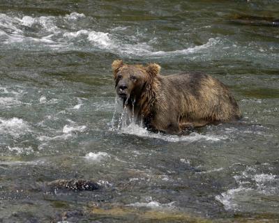 Bear, Brown water running off face-071305-Brooks River, Katmai NP-0215.jpg