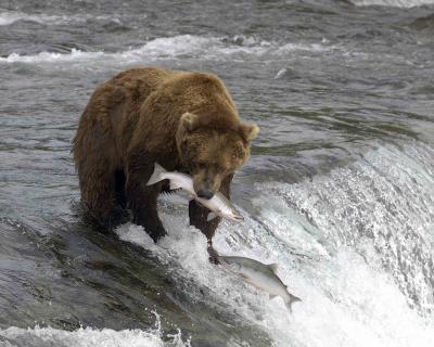Bear, Brown, with Salmon, Salmon jumping-071305-Brooks Falls, Katmai NP-0057.jpg