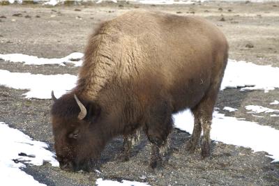 Bison-011804-Upper Geyser Basin, Yellowstone National Park-0200.jpg