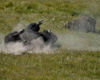 Bison, Bull taking dust bath-080904-Hayden Valley, Yellowstone Natl Park-0195.jpg