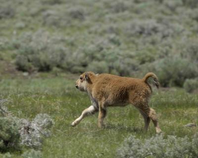 Bison, Calf-052205-YNP, Lamar Valley-0124.jpg