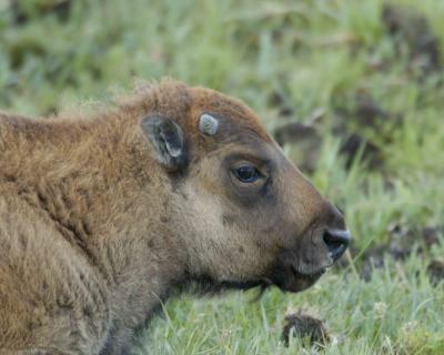 Bison, Calf-080904-Hayden Valley, Yellowstone Natl Park-0221.jpg