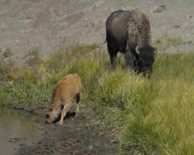 Bison, Calf,  Cow-080904-Hayden Valley, Yellowstone Natl Park-0153.jpg