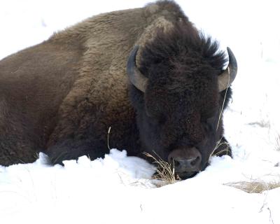 Bison, Sleeping-022005-YNP, Soda Butte Creek-0151.jpg