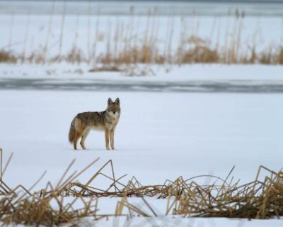 Coyote-011605-Klamath Basin, NWR Lower Klamath Refuge-0006.jpg