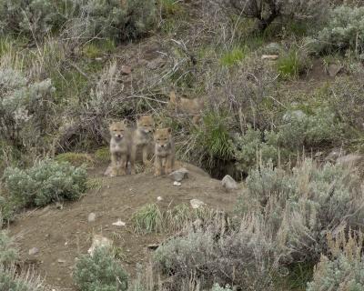 Coyote, Pups-052005-Lamar Valley, Soda Butte Area, YNP-0138.jpg