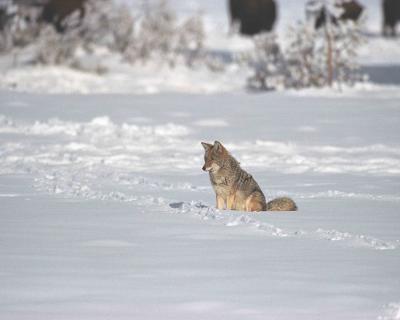 Coyote, Sitting in Snow-011304-Yellowstone, Elk Meadows-R3-23A.jpg