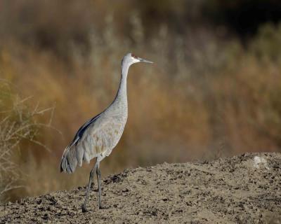 Crane, Sandhill-111305-Bosque Del Apache NWR, NM-0220.jpg