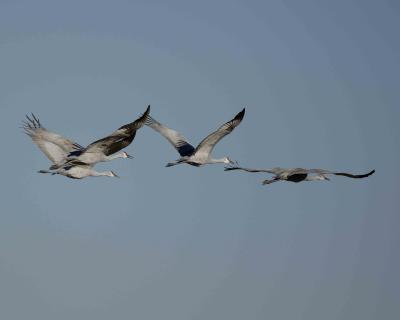 Crane, Sandhill, in flight-111305-Bosque Del Apache, NWR NM-0234.jpg