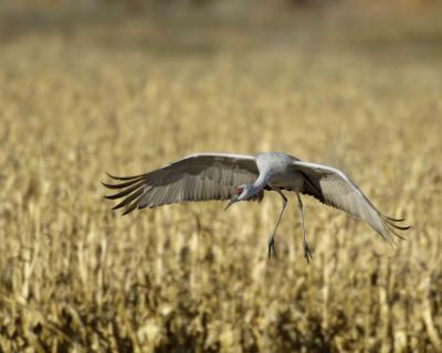 Crane, Sandhill, in flight-111405-Bosque Del Apache NWR, NM-0633.jpg